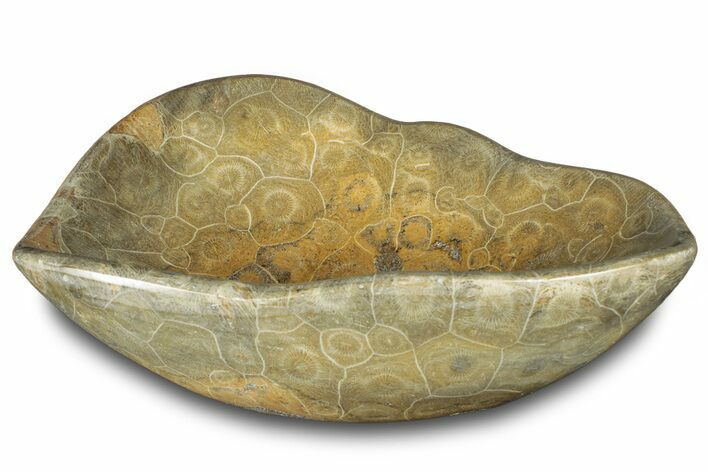 Polished Fossil Coral (Actinocyathus) Dish - Morocco #312152